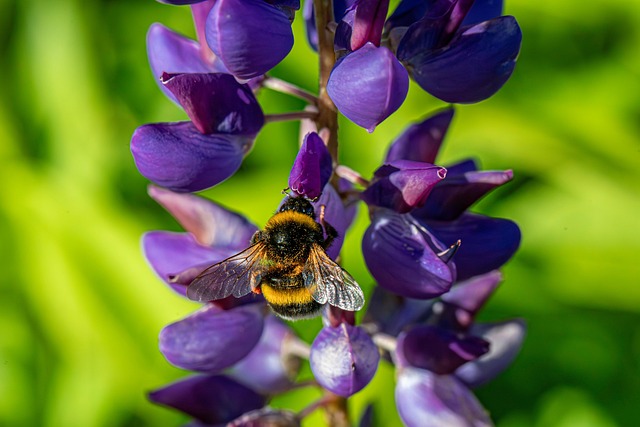 Free Insect Backgrounds photo and picture