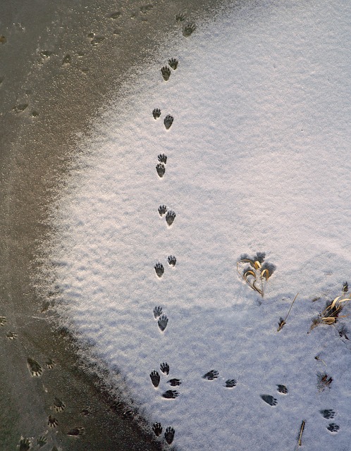 Snow Racoon Winter Snow Raccoon - Free photo on Pixabay