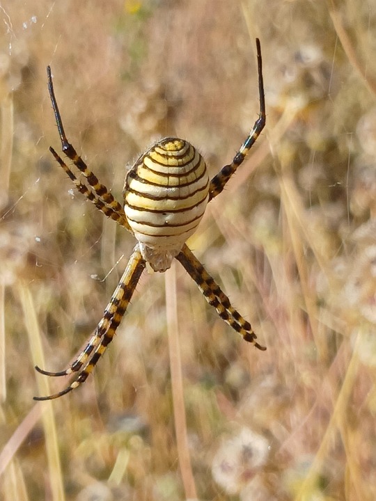 Insecto Araña - Foto gratis en Pixabay
