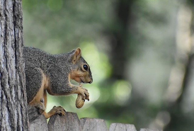 Free Squirrel Animal photo and picture