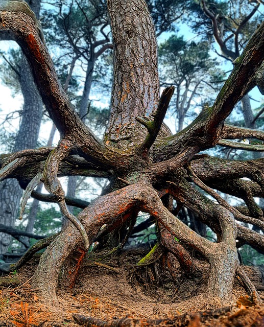 Free Tree Roots photo and picture