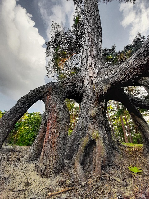 Free Tree Roots photo and picture