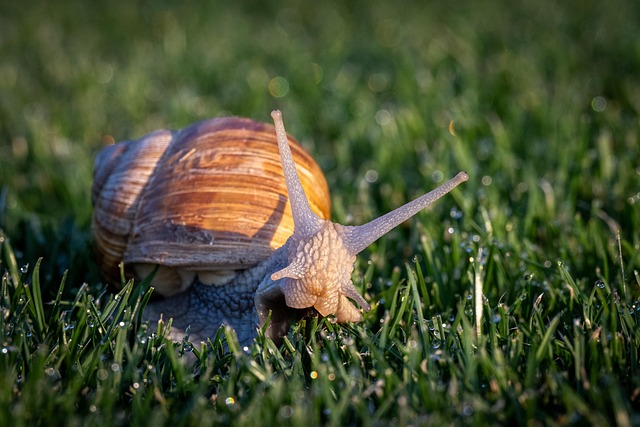 Free Snail Mollusk photo and picture