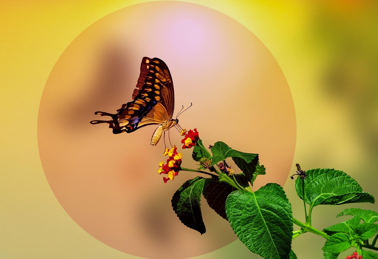 Butterfly - free online jigsaw puzzle photo