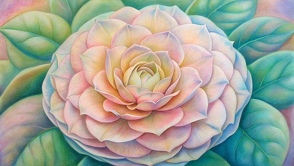 Free Camellia Bloom illustration and picture