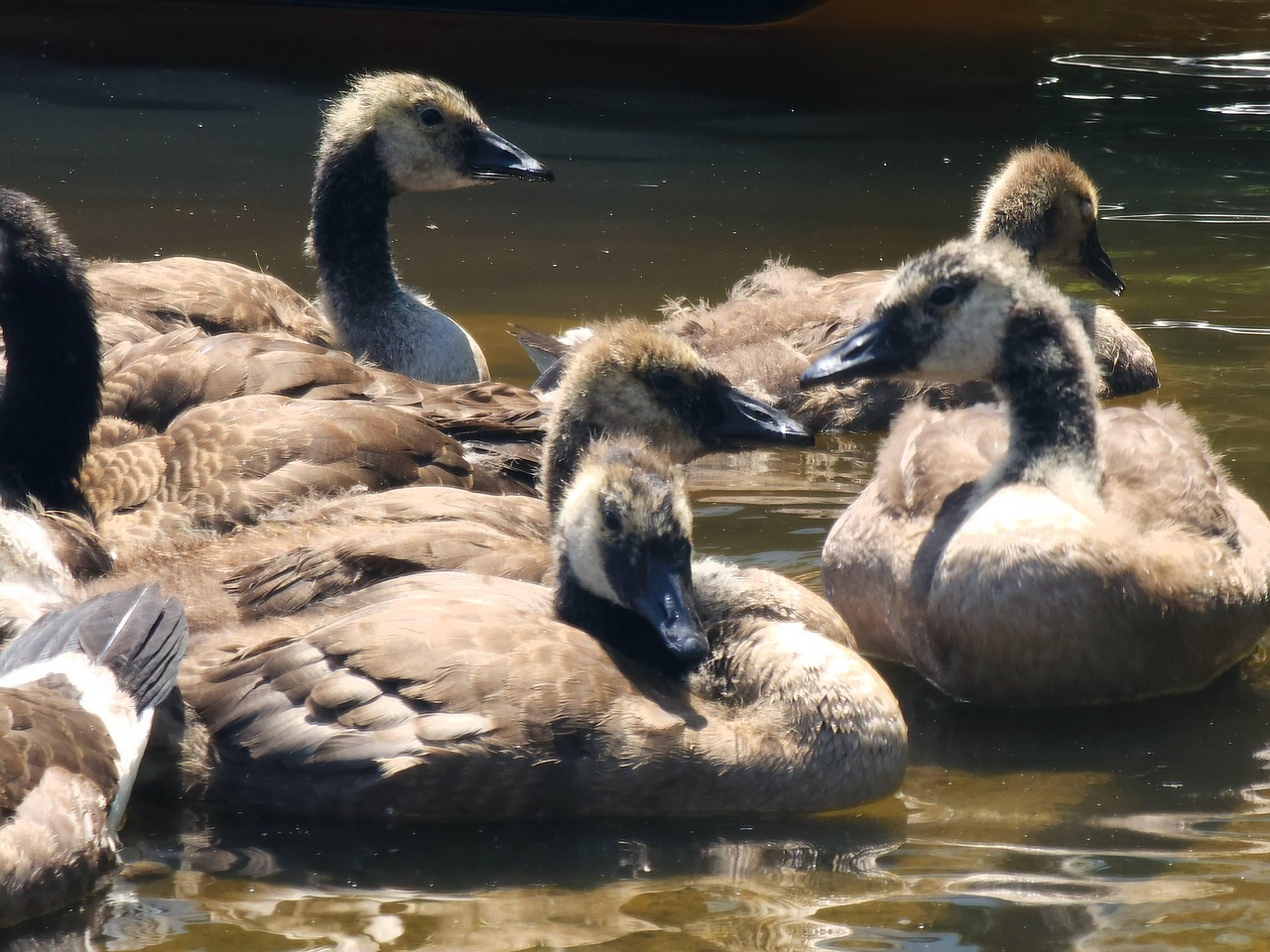 Geese Goose Chick - Free photo on Pixabay - Pixabay