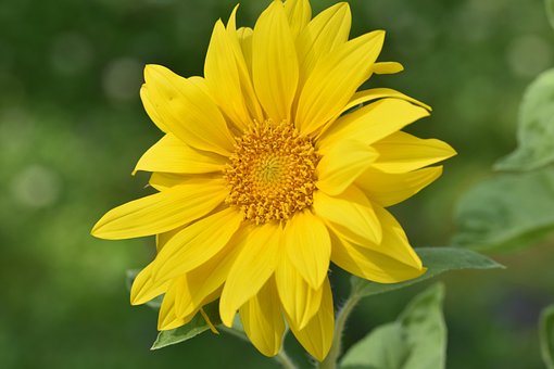 Solsikke, Gul, Blomst, Flora, Botanik