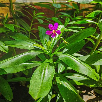 Free Nature Plant photo and picture