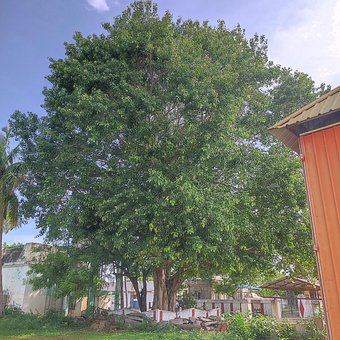 Free Tree Nature photo and picture