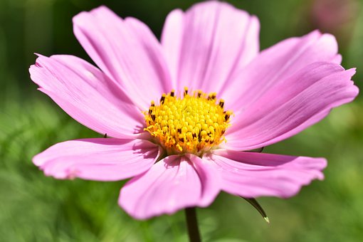 Havekosmos, Lyserød, Blomst, Blomstre