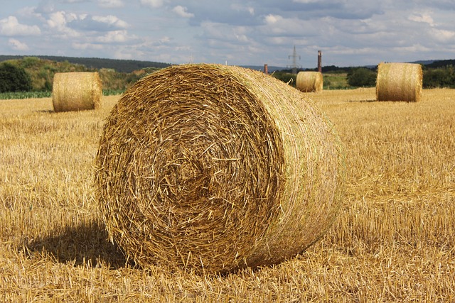 Fardos De Paja, Cosecha, Agricultura