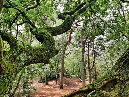Free Oak Tree Oak photo and picture