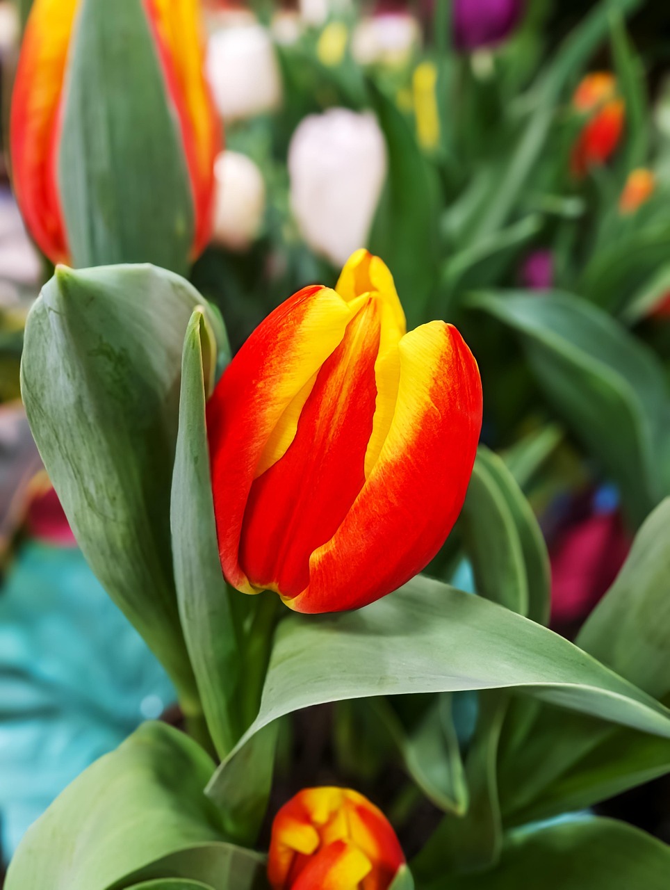tulip-8906548_1280.jpg