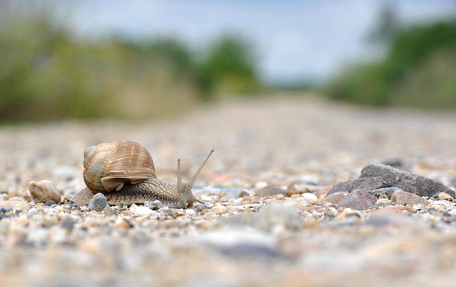 Hlemýžď, Zvíře, Příroda, Oblázky, Měkkýš