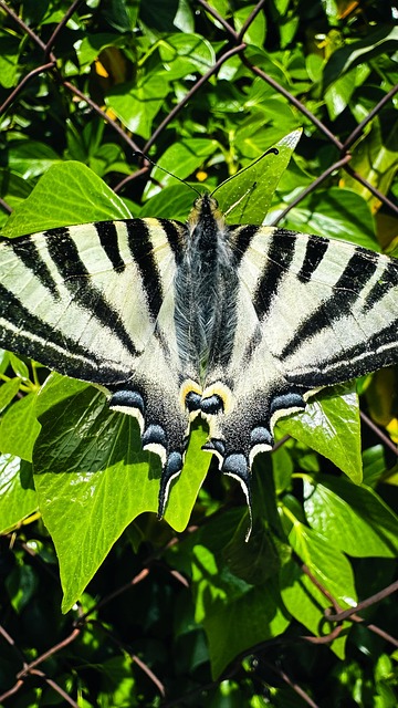 Free Butterfly Nature photo and picture