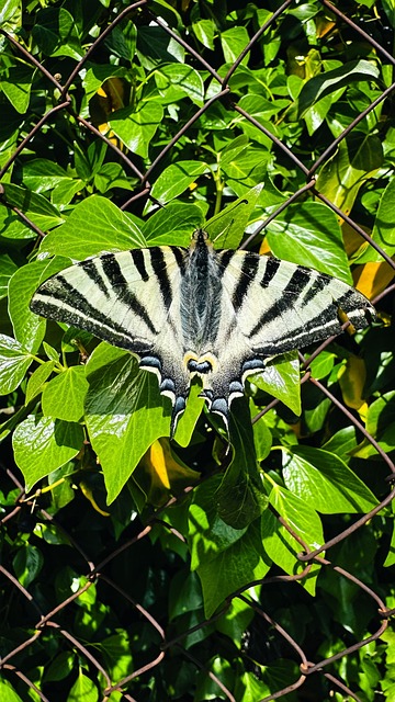 Free Butterfly Fence photo and picture