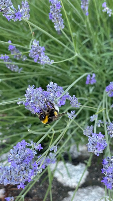 Free Lavender Bumblebee photo and picture