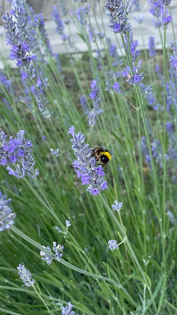 Free Lavender Bumblebee photo and picture