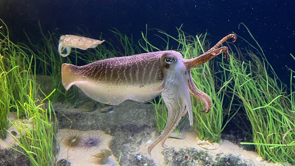 Free Sepia Aquarium photo and picture