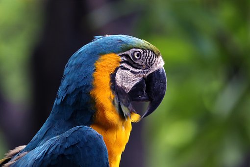 Free Macaw Parrot photo and picture