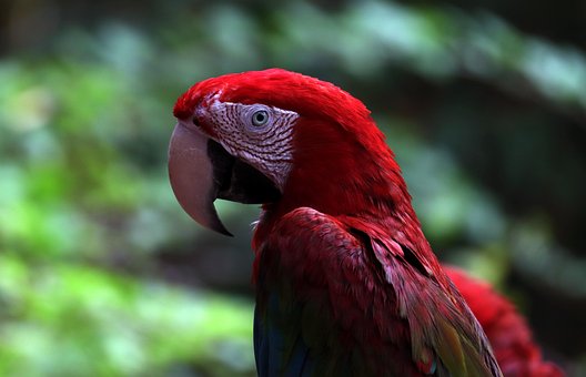 Free Macaw Parrot photo and picture