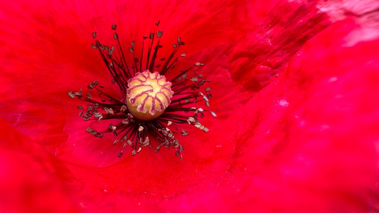 Poppy - free online jigsaw puzzle photo