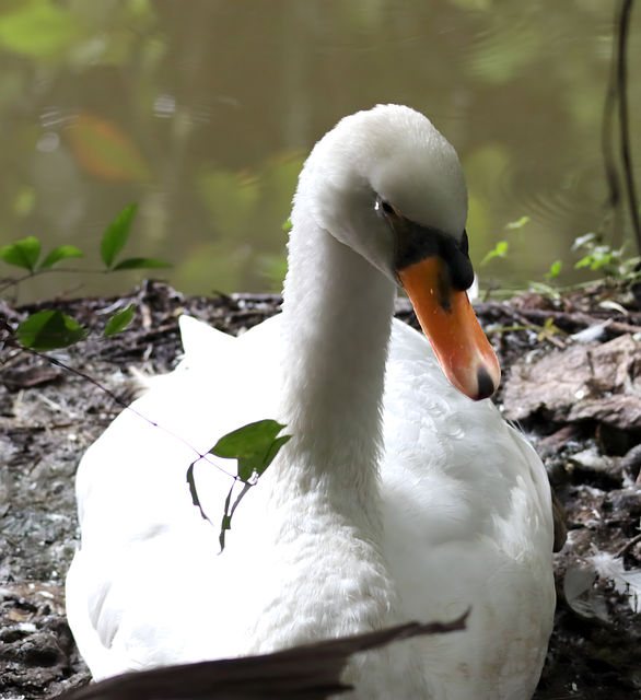 Free Mute Swan Swan illustration and picture