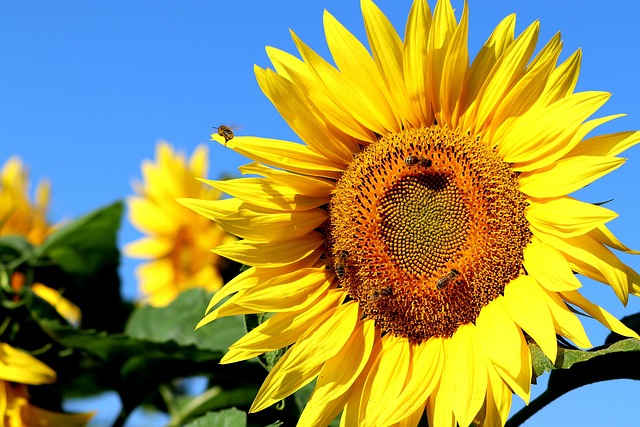 Free Sunflower Insect photo and picture
