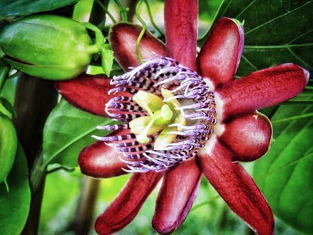 Blomst, Passiflora, Blomstre, Flora