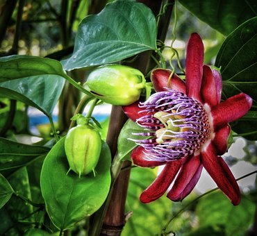 Elsker, Lidenskab, Blomst, Natur