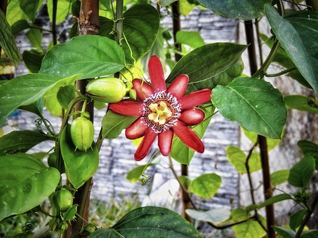 Lidenskab, Blomst, Elsker, Natur