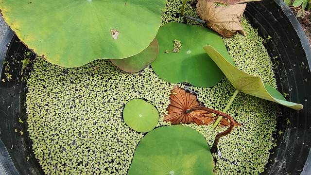 Free Plant Sheets photo and picture