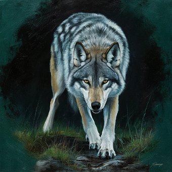 Wolf, Die Natur, Tier, Raubtier, Wild