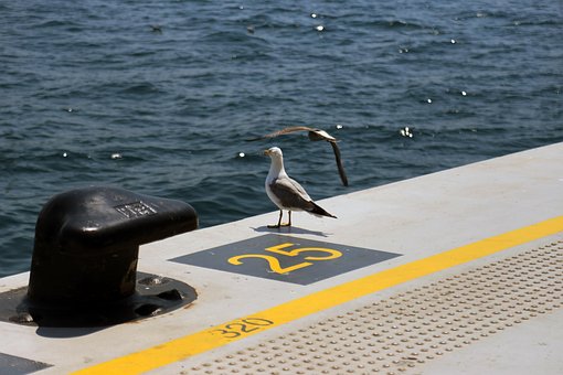 Gaivota, Mar, Amarelo