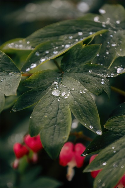 Free Leaves Plants photo and picture