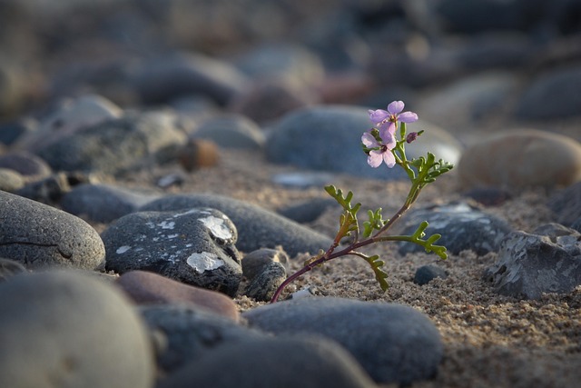Blume, Strand, Draußen, Steine, Küste