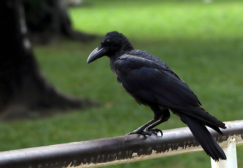 Free Common Raven Feather photo and picture