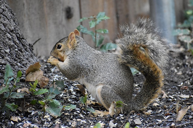 Download free HD stock image of Fox Squirrel Squirrel Free Fox Squirrel Squirrel photo and picture