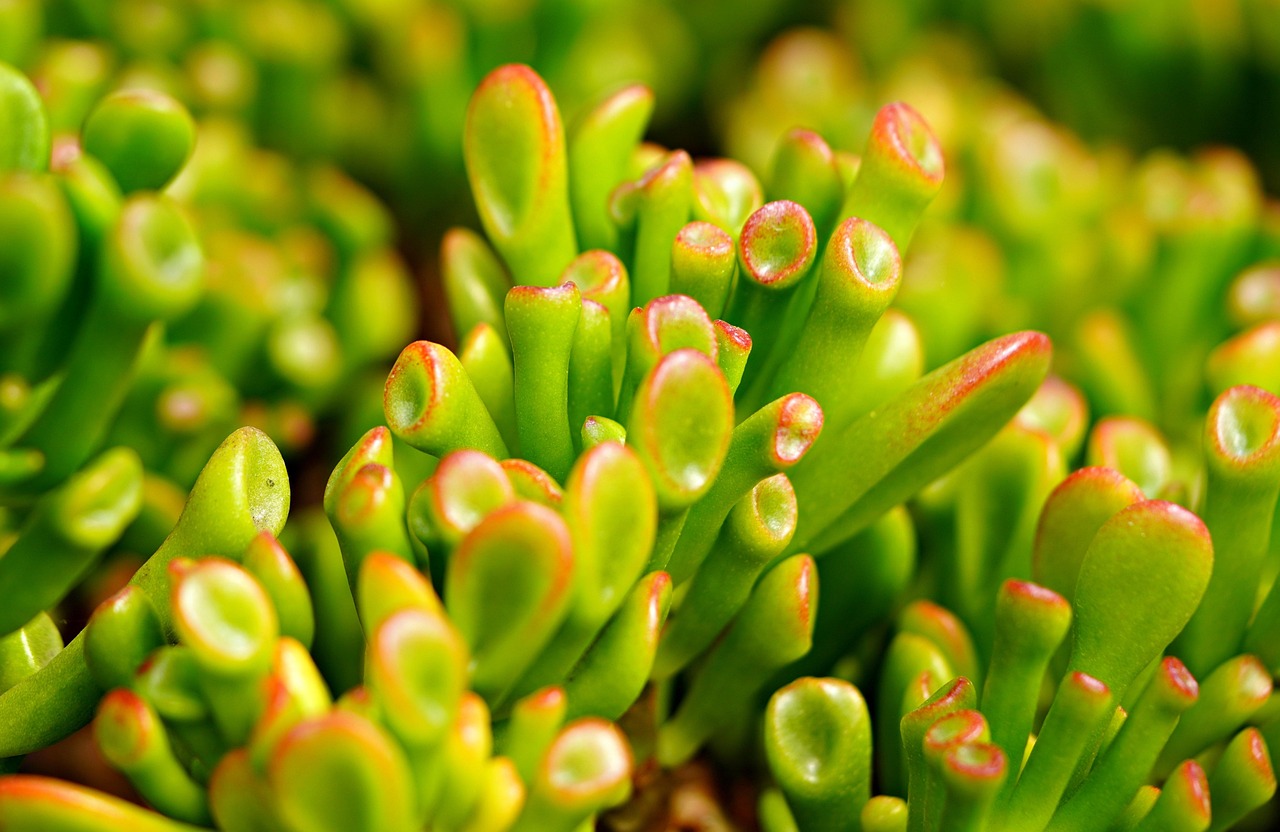 jade plant, plant, succulent, green, nature, foliage