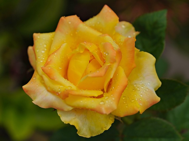 Mawar Kuning Bunga - Foto gratis di Pixabay