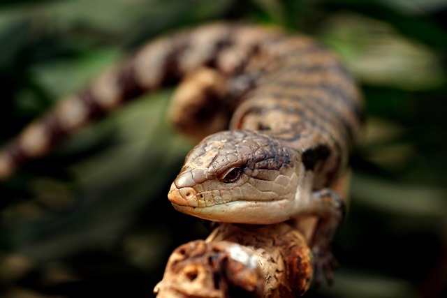 Free Blue-Tongued Skink Lizard photo and picture