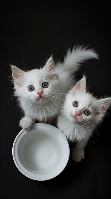 Free cats kittens cute illustration
