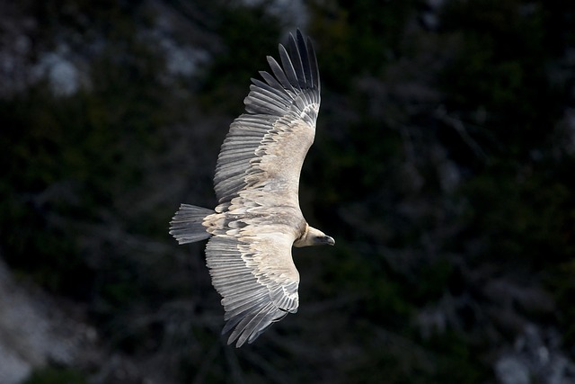 Free Vulture Bird photo and picture