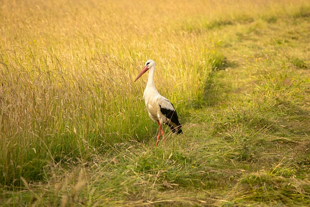 Storch, Vogel, Tier, Sommer, Natur