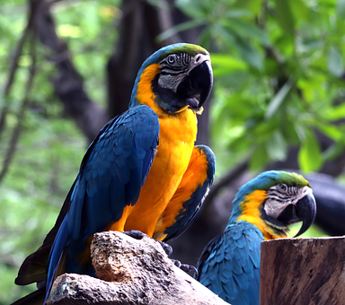Free Bird Parrot photo and picture