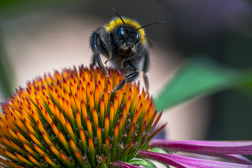Free Bumblebee Flower Wallpaper photo and picture