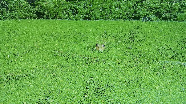 Frosch, Grün, Teich, Natur, Wasser