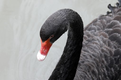 Free Black Swan Swan photo and picture
