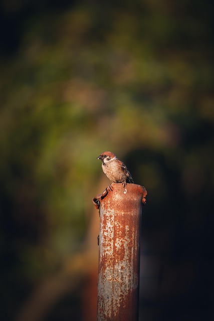 Pájaro, Naturaleza, Animal, Aviar