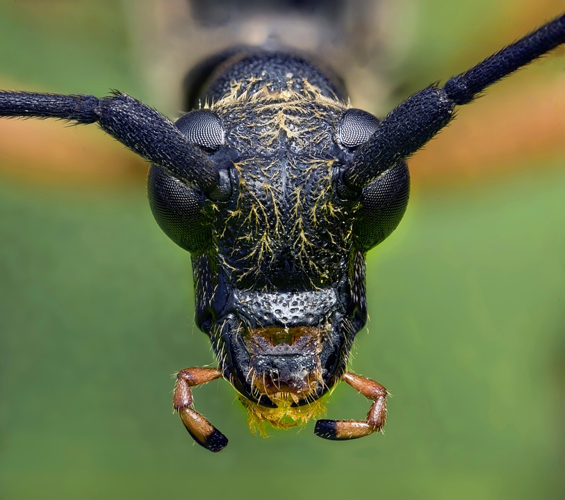 Feild Insect Insect Beetle Entomology - Free photo on Pixabay - Pixabay